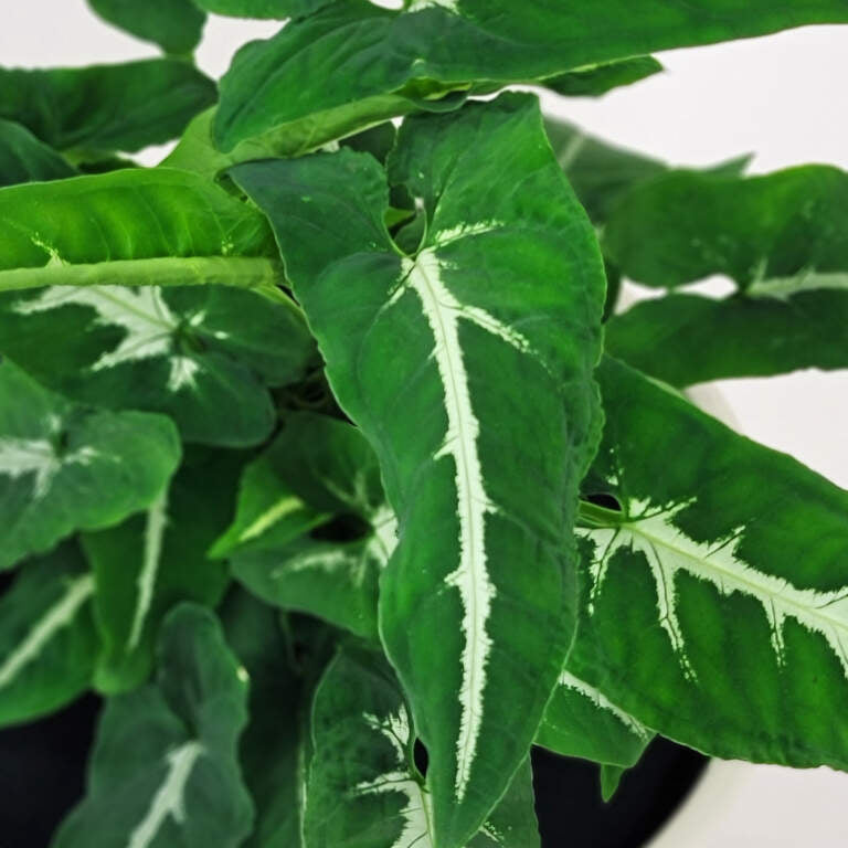 Syngonium wendlandii 'Silver Goose' - 4"