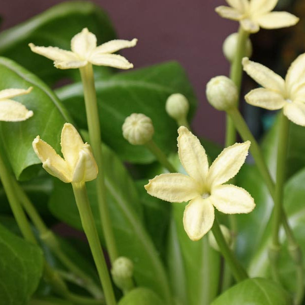 Brighamia insignis - 4"