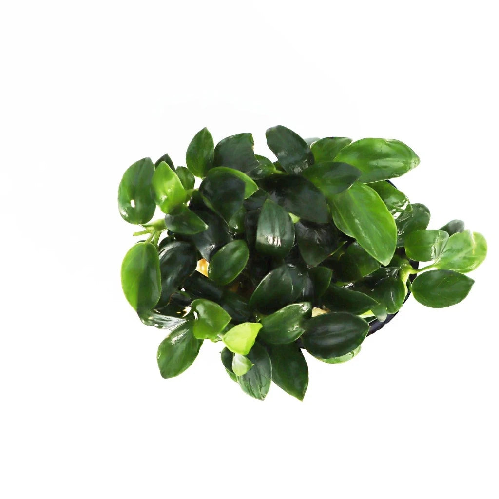 Anubias nana petite - 2"