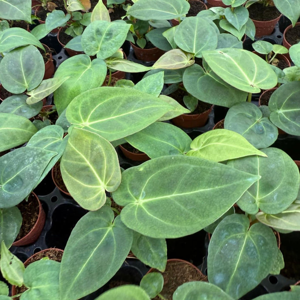 Anthurium forgetii x crystallinum - 2"