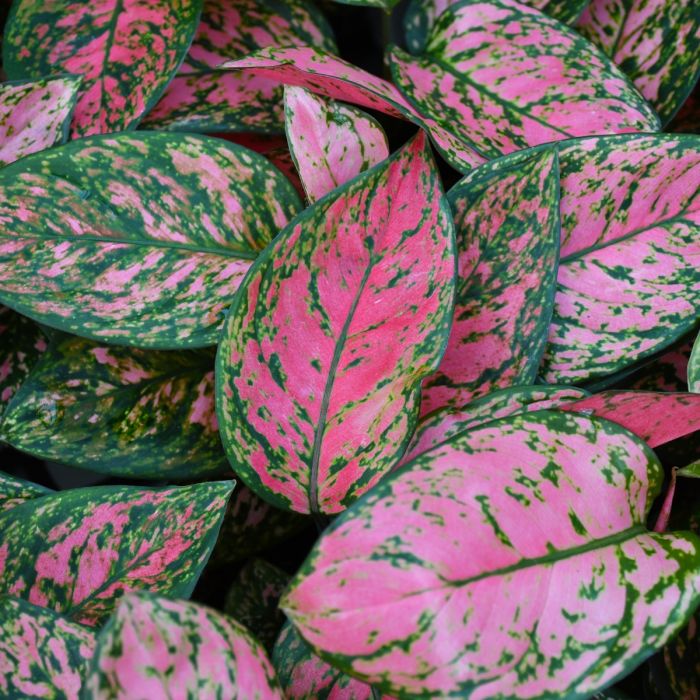 Aglaonema 'Lady Valentine' - 6"