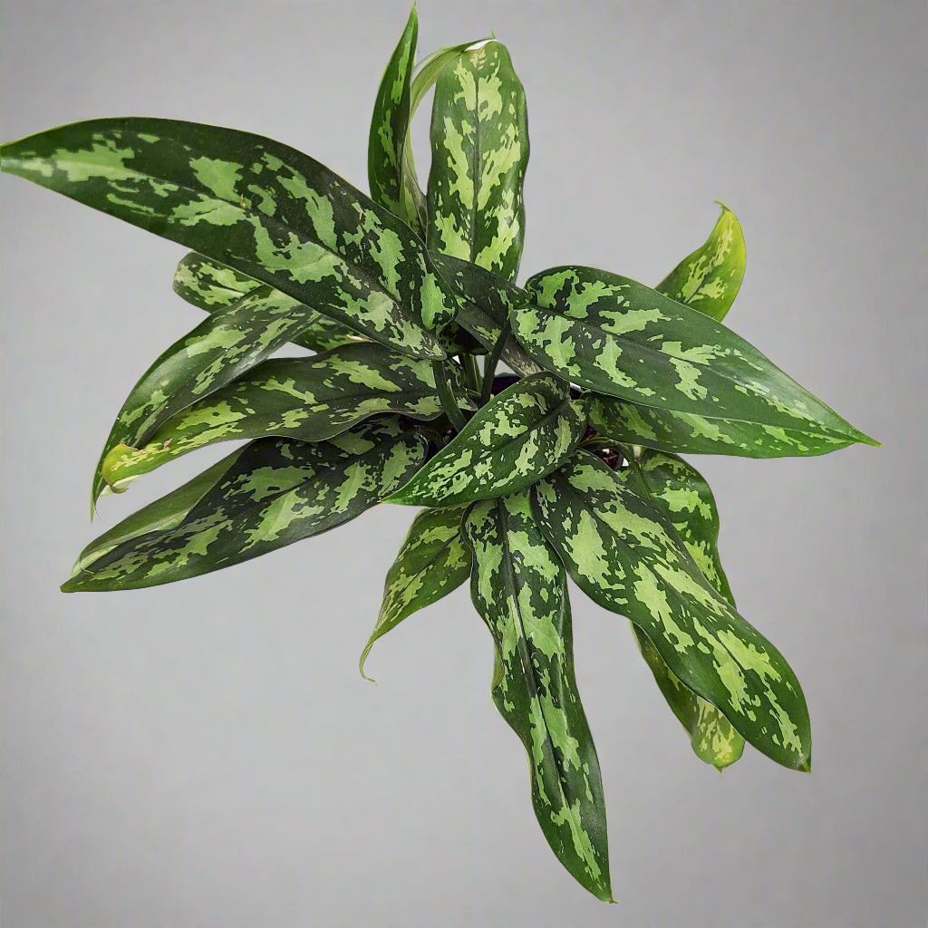 Aglaonema 'Maria' - 4"
