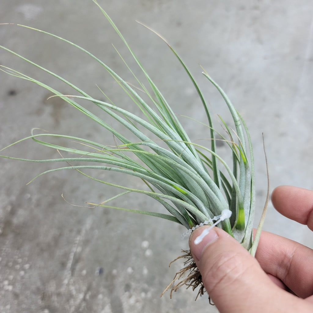AIRPLANTS - Fasciculata (4-5")