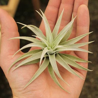 AIRPLANTS - HARRISII SMALL (2-3")