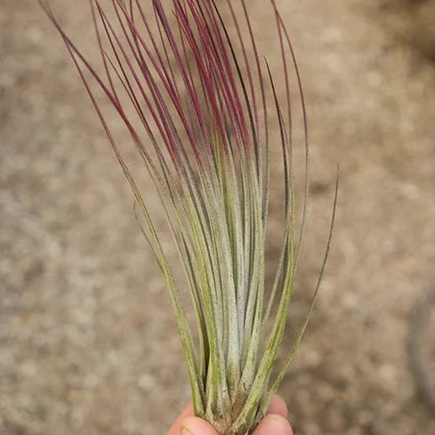 AIRPLANTS - Juncea Red (10-12")