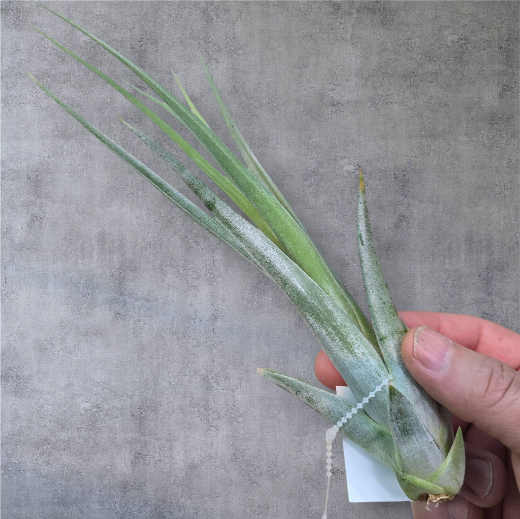 AIRPLANTS - SI - Paucifolia XL (7-9")