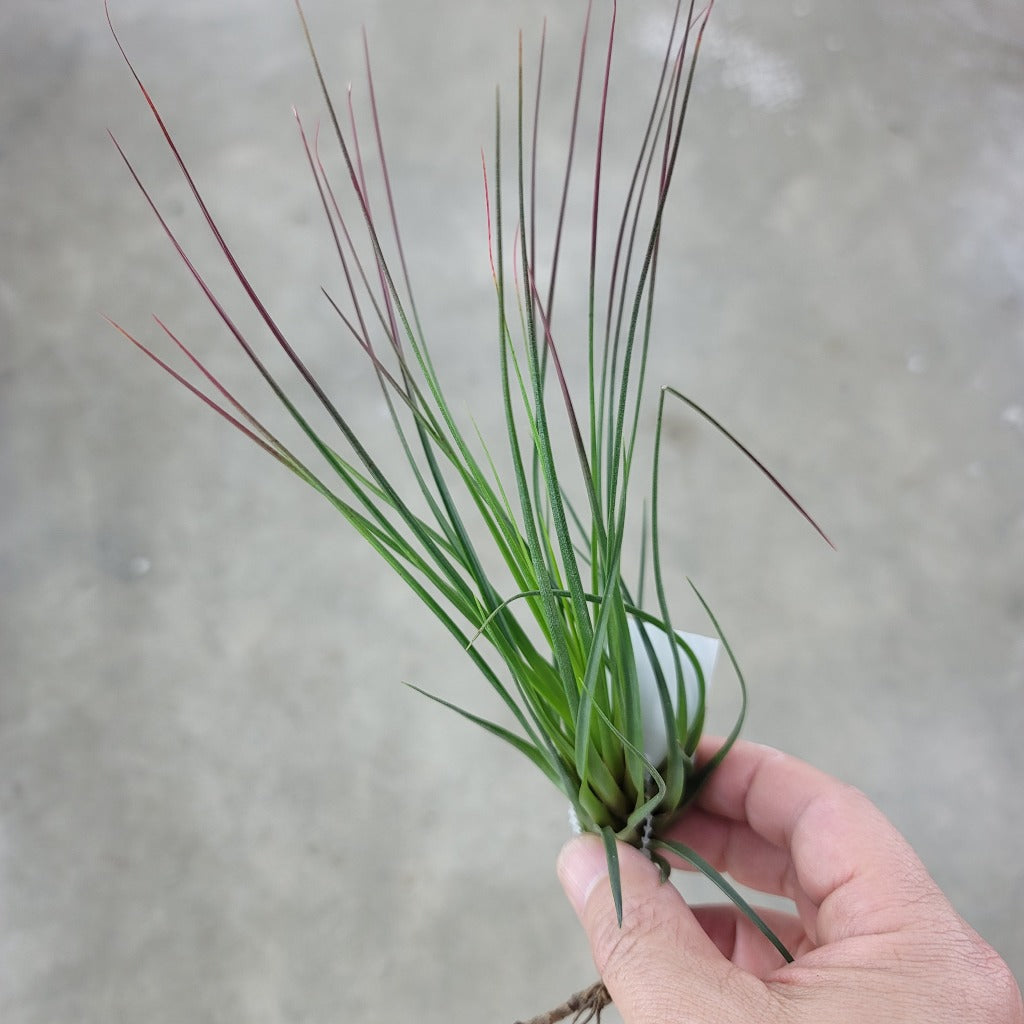 AIRPLANTS - T. Tricolor X Melano (6-7")