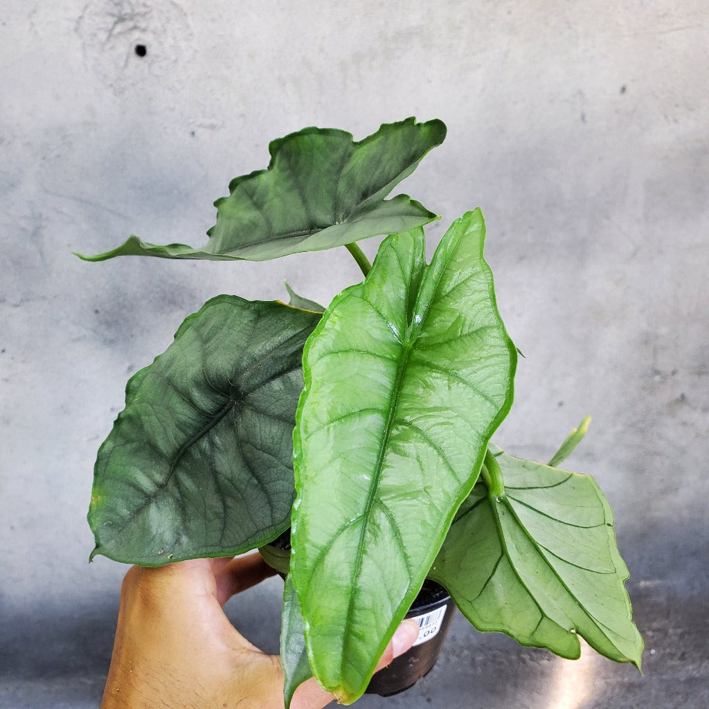 ALOCASIA - ALOCASIA HETEROPHYLLA - 4"