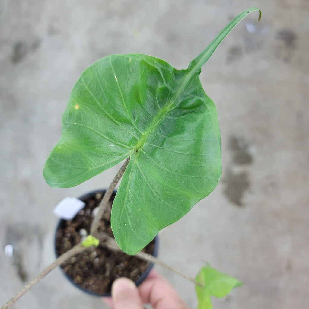 ALOCASIA - Alocasia Stingray - 4"