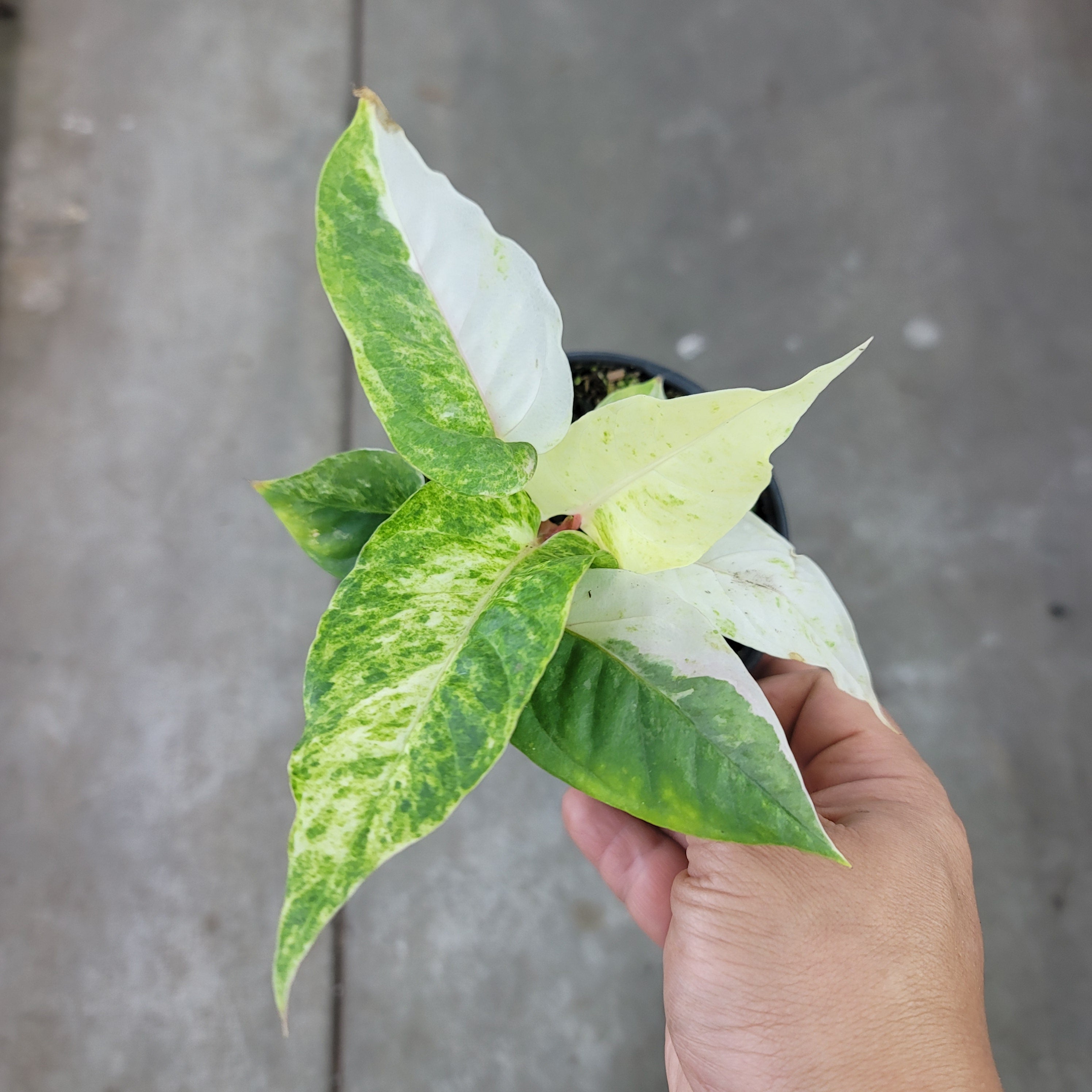Anthurium hookeri variegata - 4