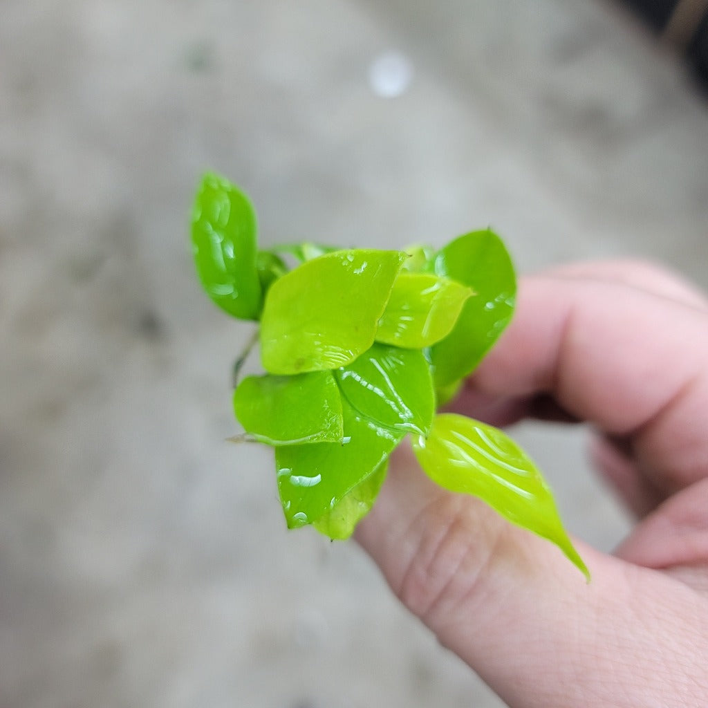 AQUATIC PLANTS - Anubias Barteri Var. Nana (Golden)