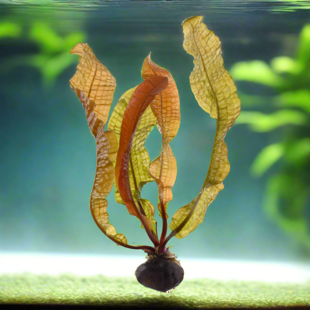 AQUATIC PLANTS - Aponogeton Boivinianus