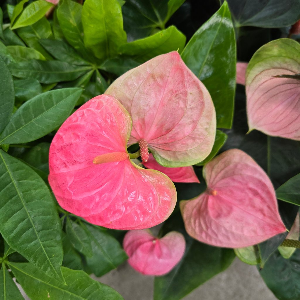 BEGINNER PLANTS - Anthurium Flowering - Pink 4'