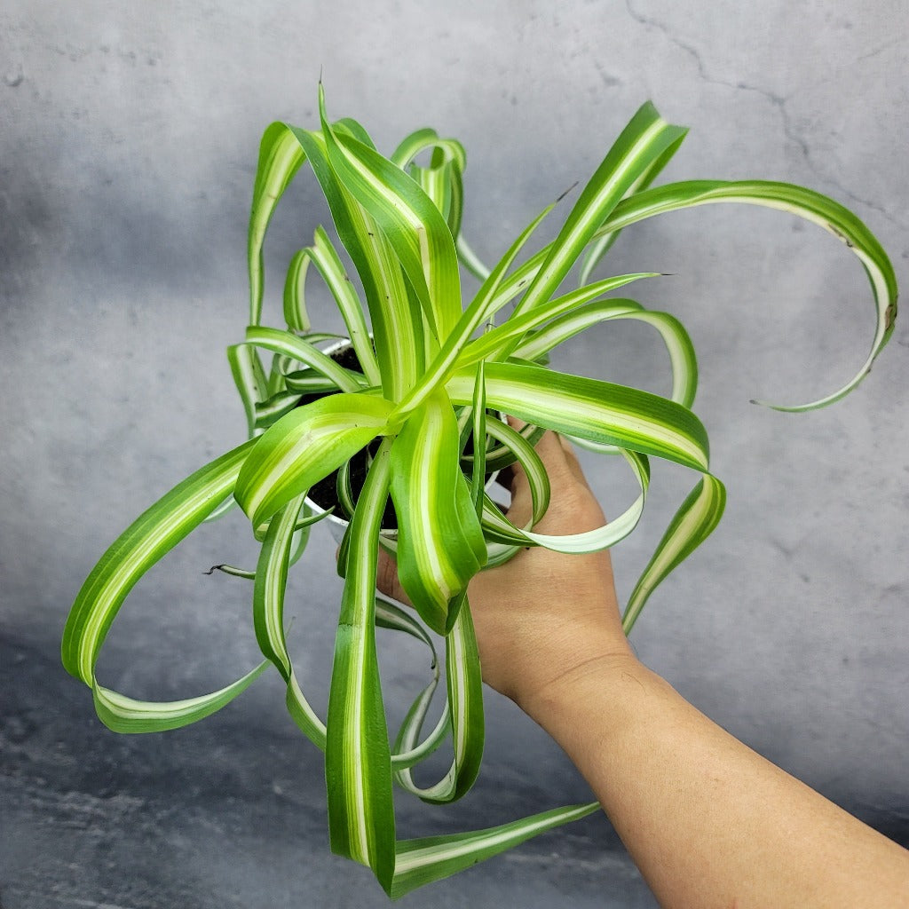 BEGINNER PLANTS - CURLY SPIDER - BONNIE - 4"