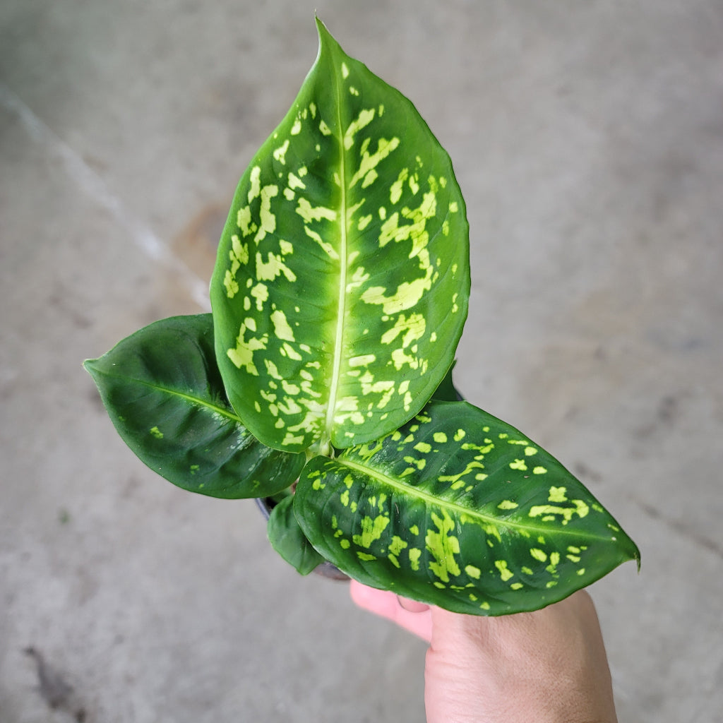 BEGINNER PLANTS - Dieffenbachia Reflector - 4"