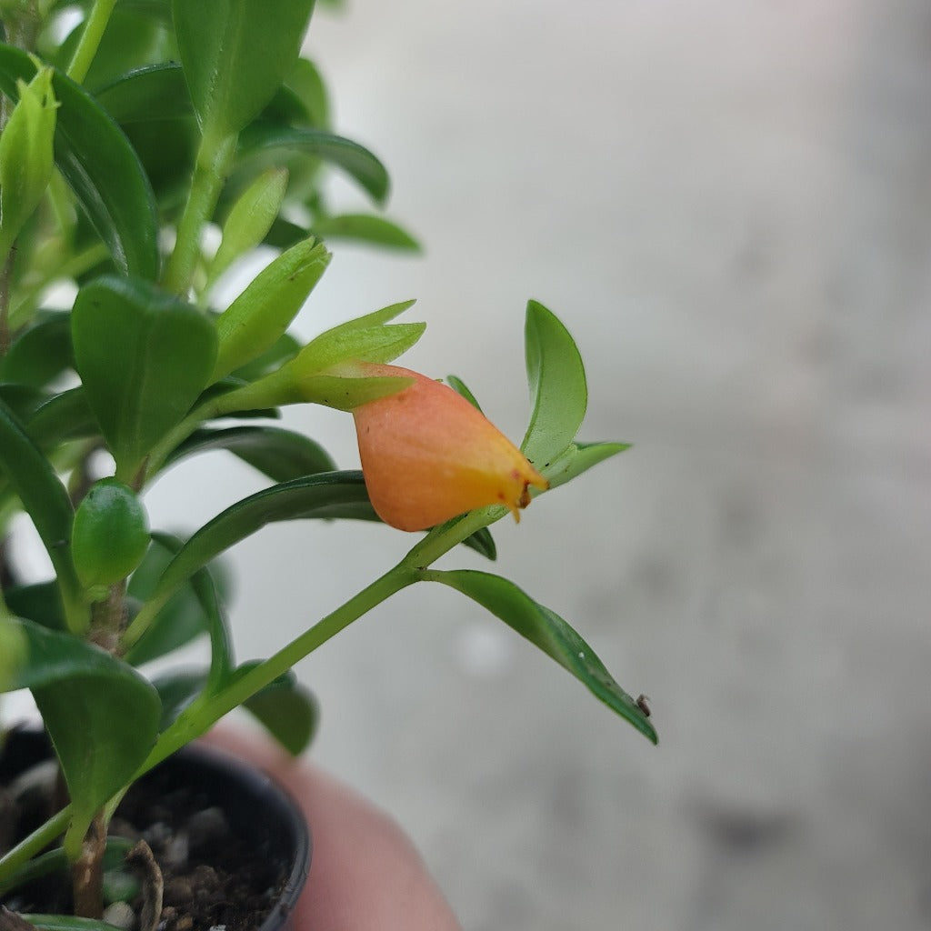 BEGINNER PLANTS - Nematanthus Gregarius - 4"