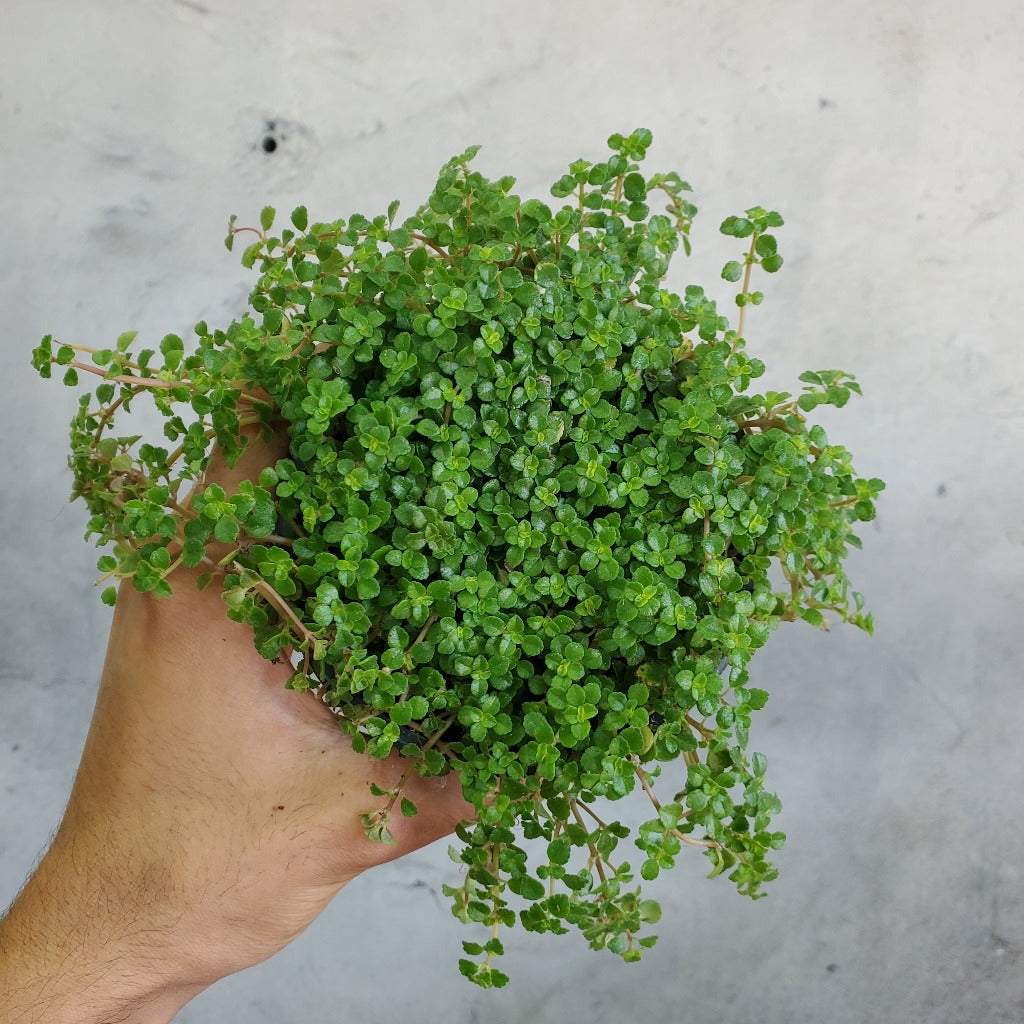BEGINNER PLANTS - PILEA DEPRESSA 'SAO PAULO' - 4"