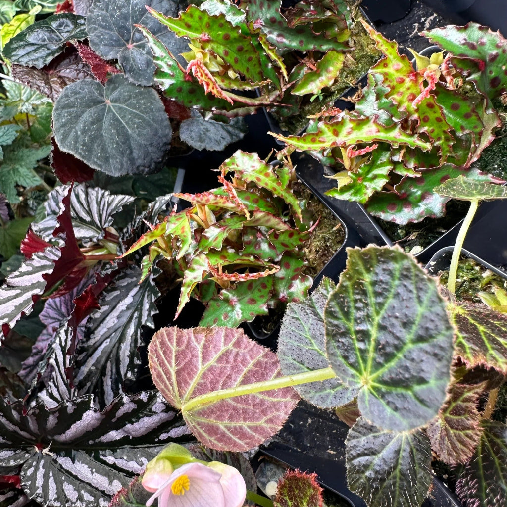 Begonia Hybrid - 4"