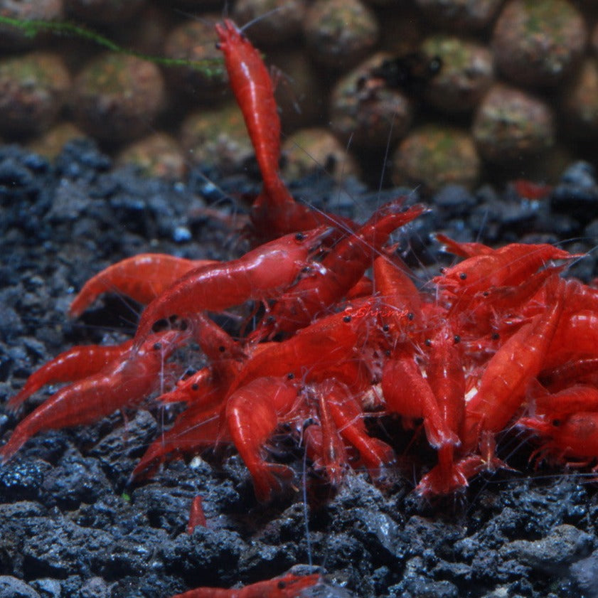 Neocaridina davidi - Bloody Mary Shrimp