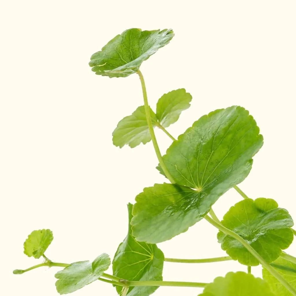 Brazil Pennywort - 2"