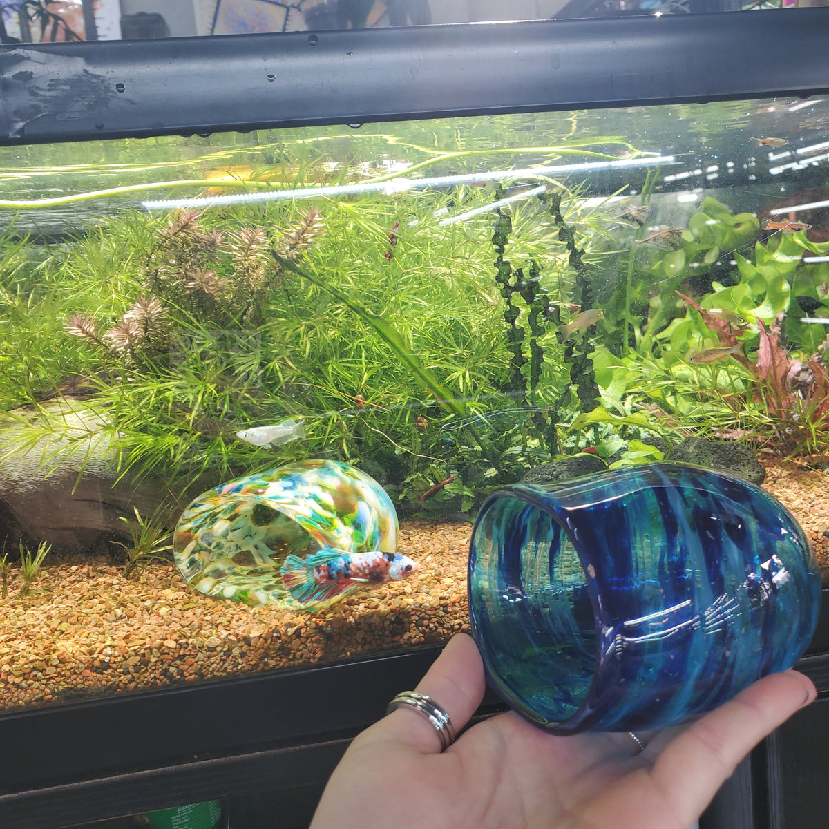 Glass Betta Fish Home