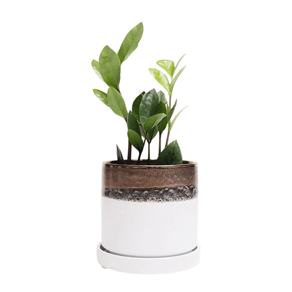 Minute Pot - 5"