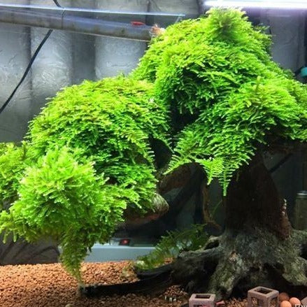 Christmas moss - mat