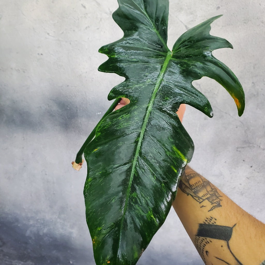 COLLECTOR PLANTS - PHILODENDRON LIME FIDDLE CUTTINGS