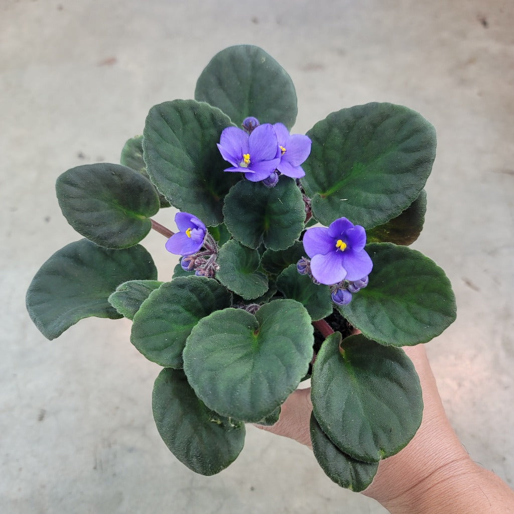 COLORFUL PLANTS - African Violet - 4"
