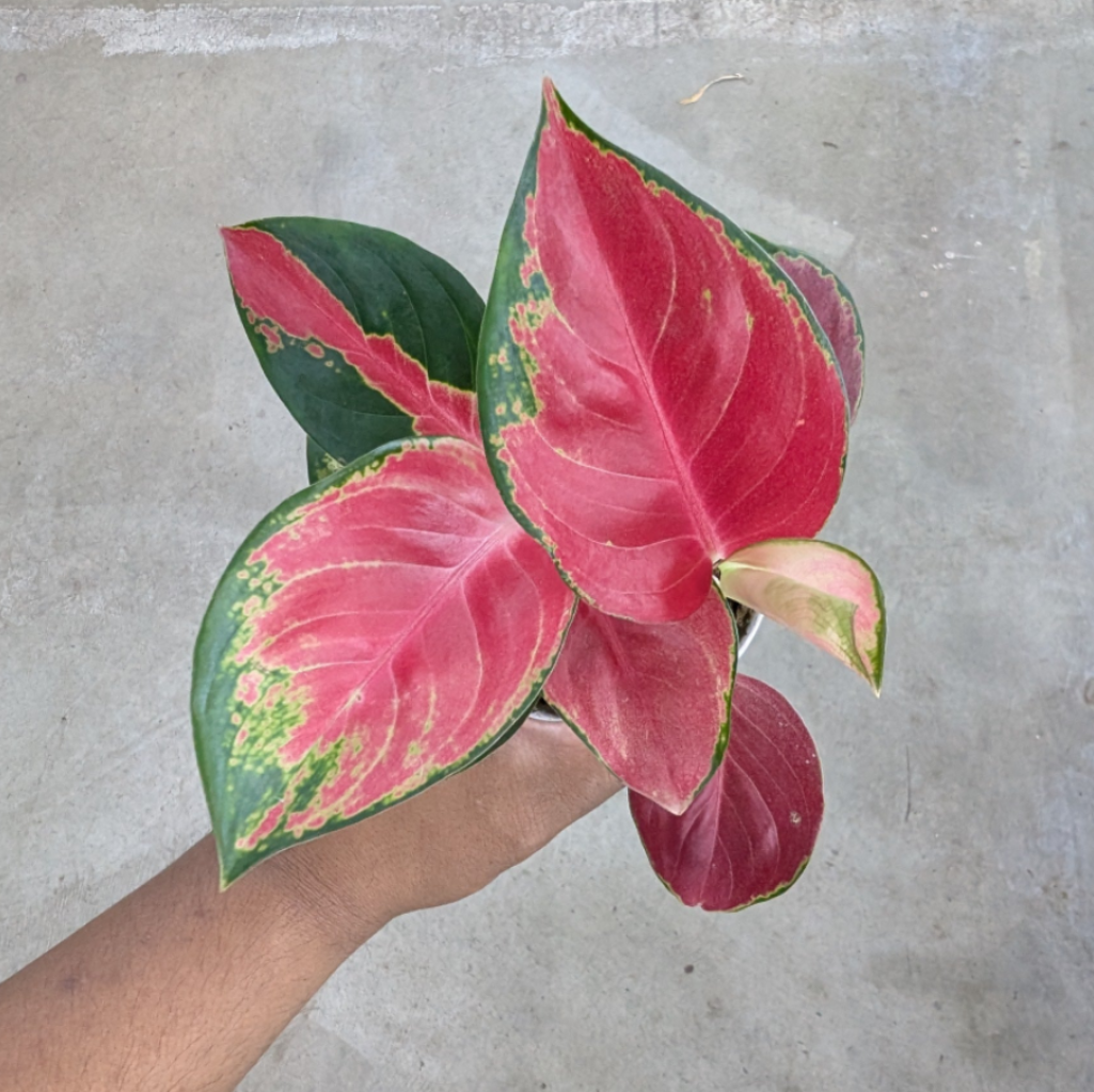 COLORFUL PLANTS - Aglaonema 'Eastern Red' - 4"