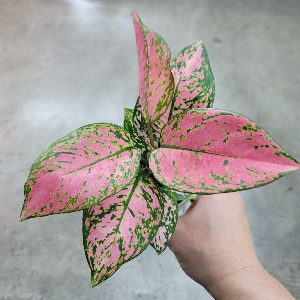 COLORFUL PLANTS - Aglaonema 'Lady Valentine' - 4"