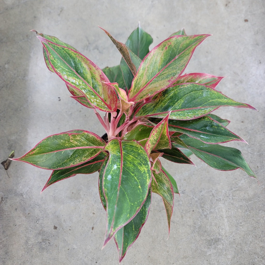 COLORFUL PLANTS - Aglaonema Siam - 5"