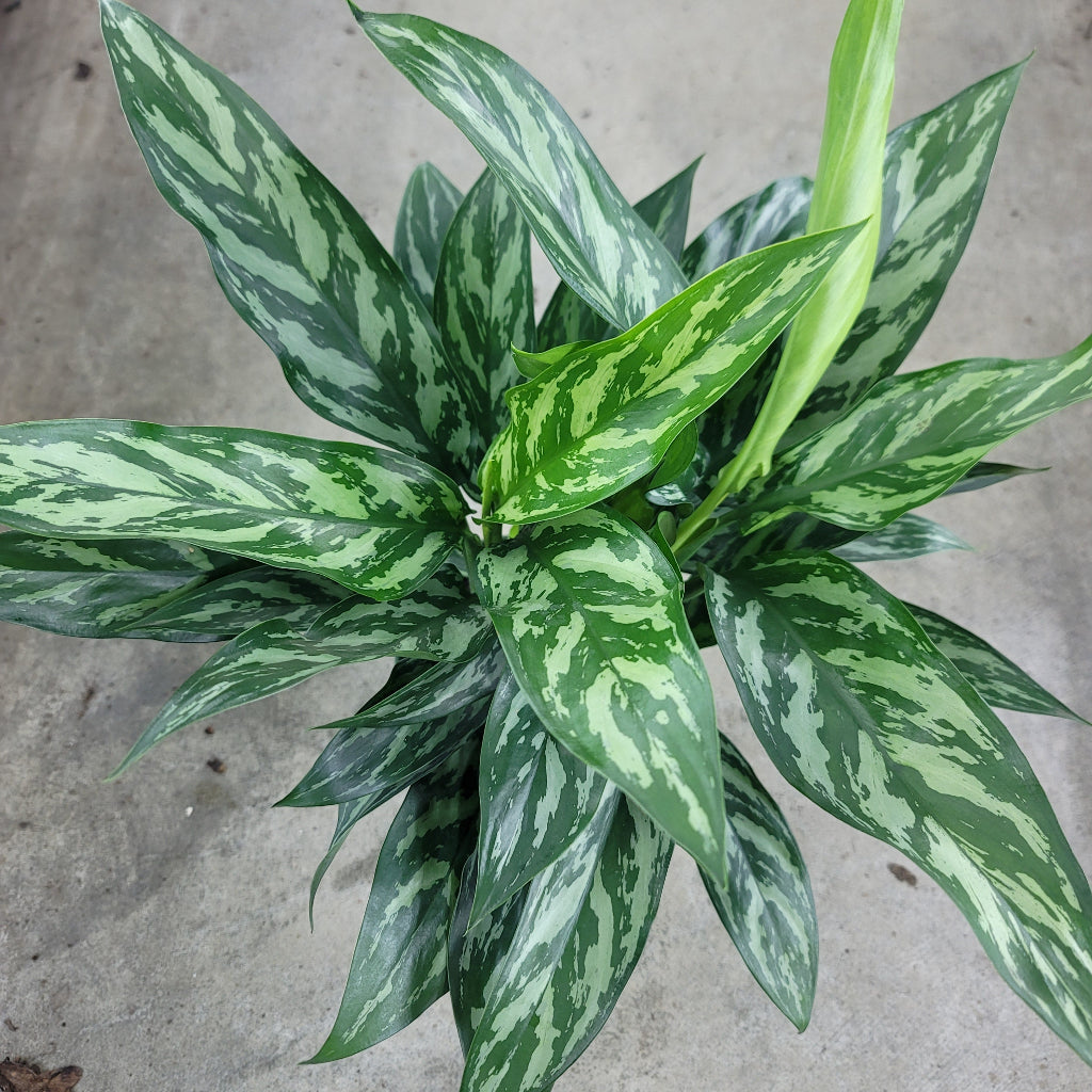 COLORFUL PLANTS - Aglaonema 'Tigress' - 6"