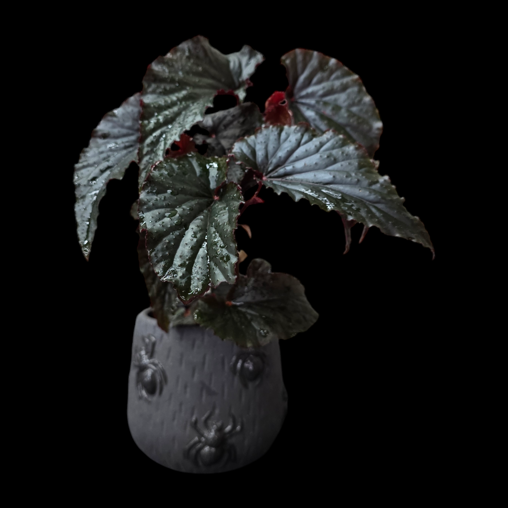 COLORFUL PLANTS - Begonia 'Black Magic' - 4" (Promo)