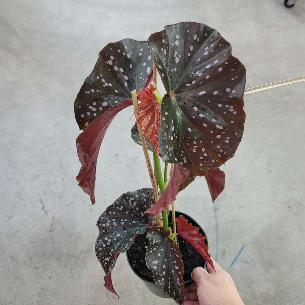 COLORFUL PLANTS - Begonia Cracklin Rose - 6"