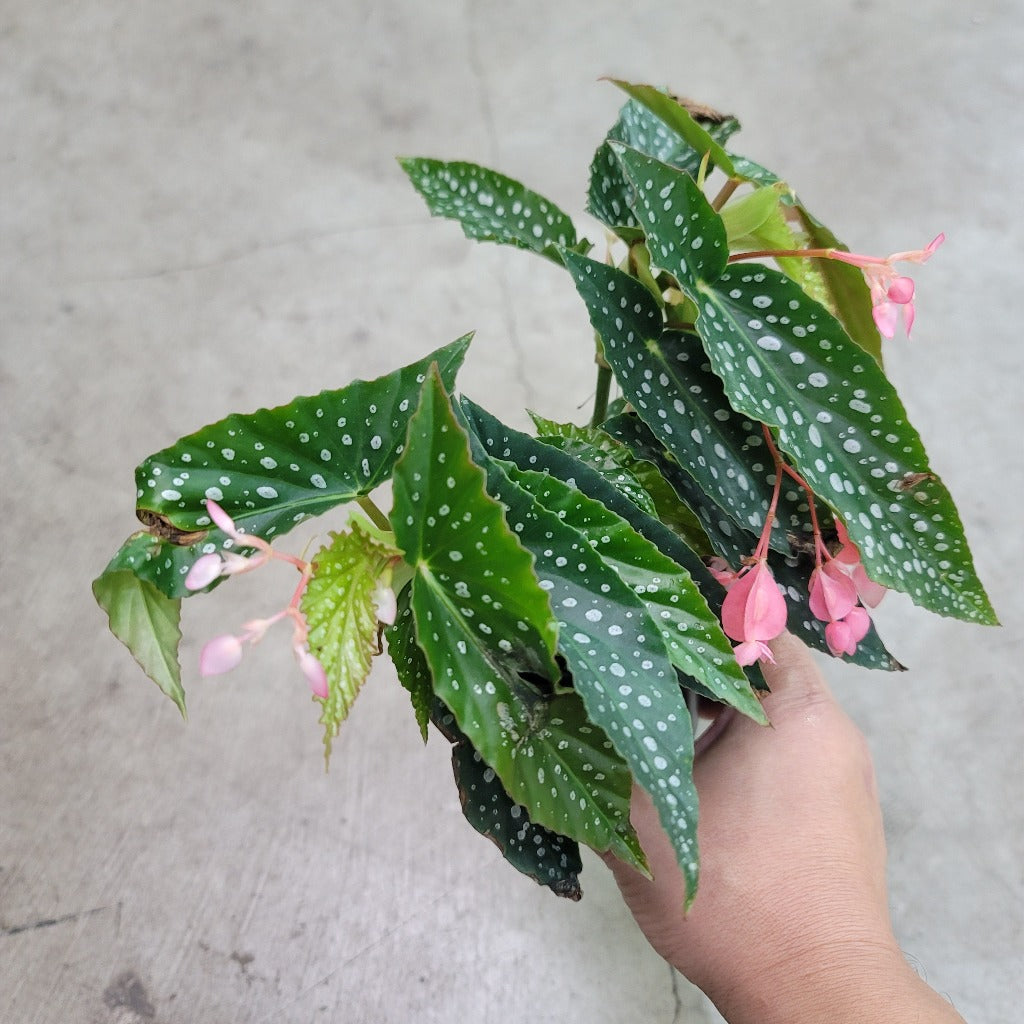 COLORFUL PLANTS - Begonia Olei Silver Spot - 4"