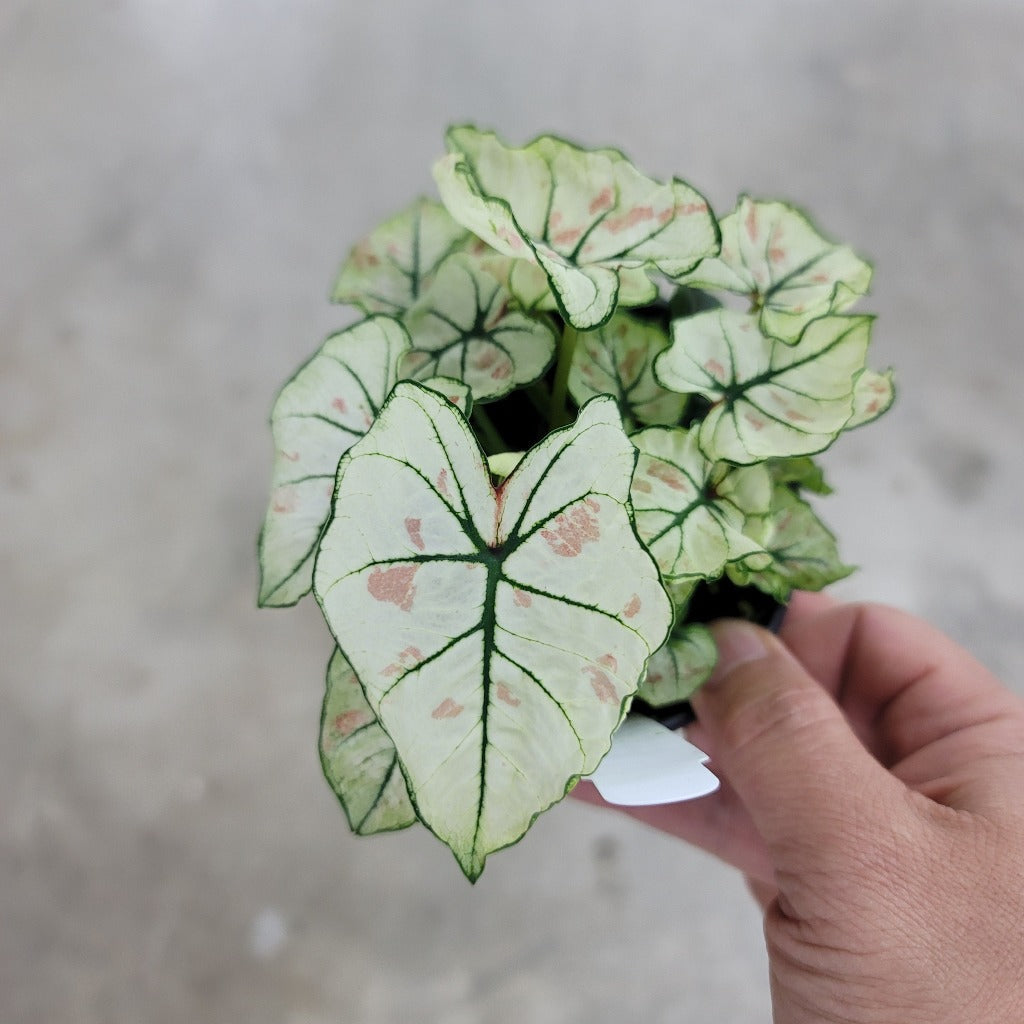 COLORFUL PLANTS - Caladium 'Bicolor Snow' - 4"