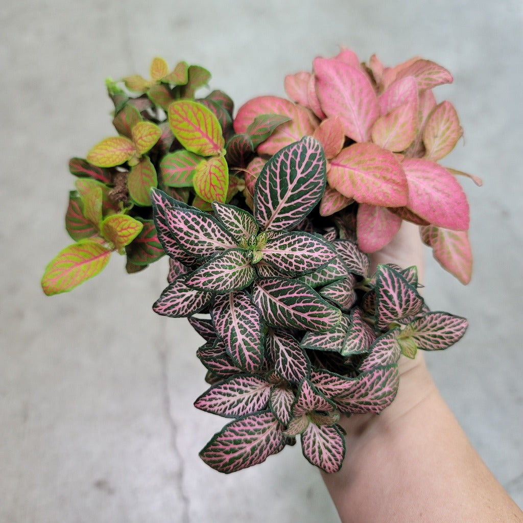 Fittonia - Bundle & Save