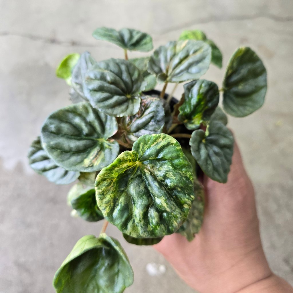 COLORFUL PLANTS - Peperomia Caperata 'Pink Lady' - 4"