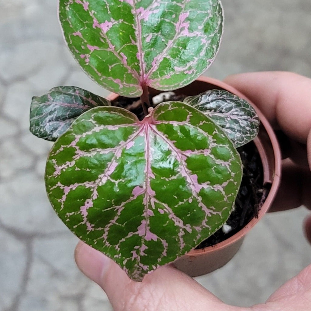 COLORFUL PLANTS - Piper Crocatum - 2"