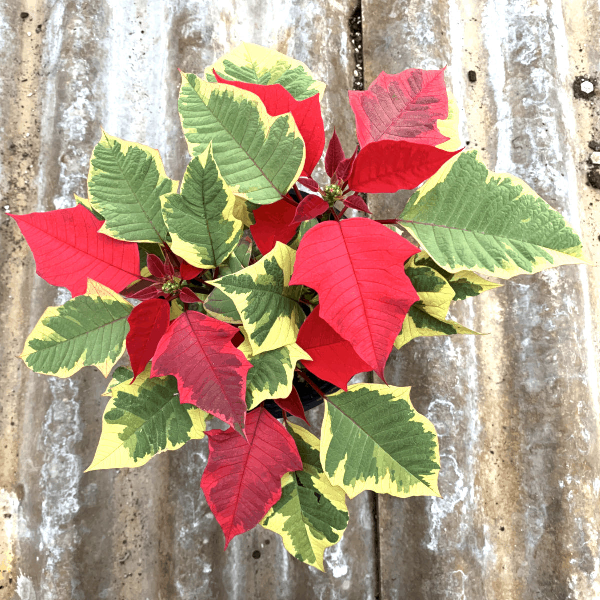 COLORFUL PLANTS - Poinsettia - Red Tapestry - 4"