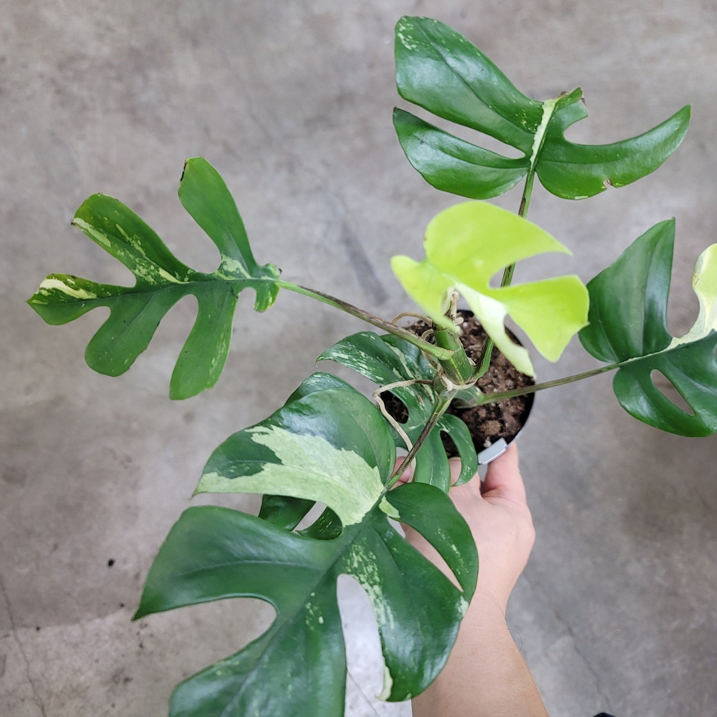 COLORFUL PLANTS - Rhaphidophora Tetrasperma 'Variegata' - 4"