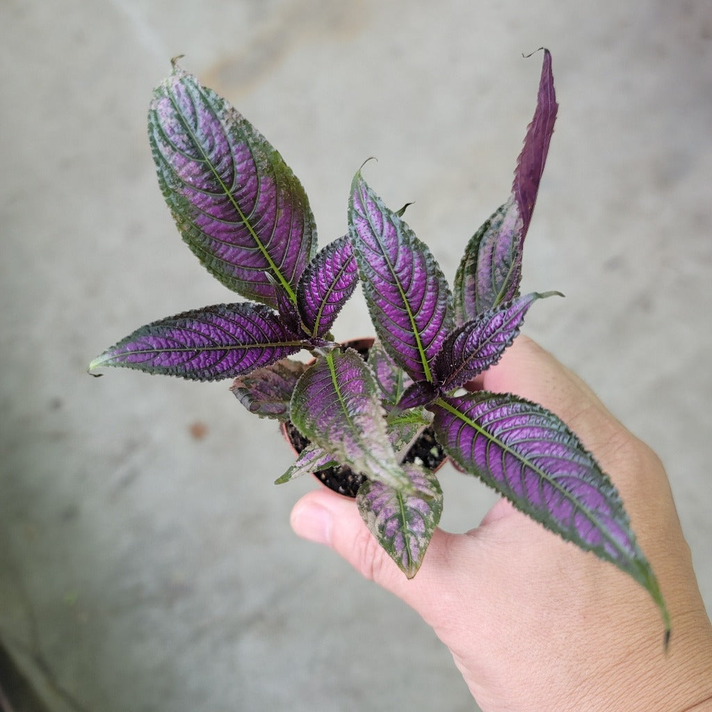 COLORFUL PLANTS - Strobilanthes Dyerianus - 2"