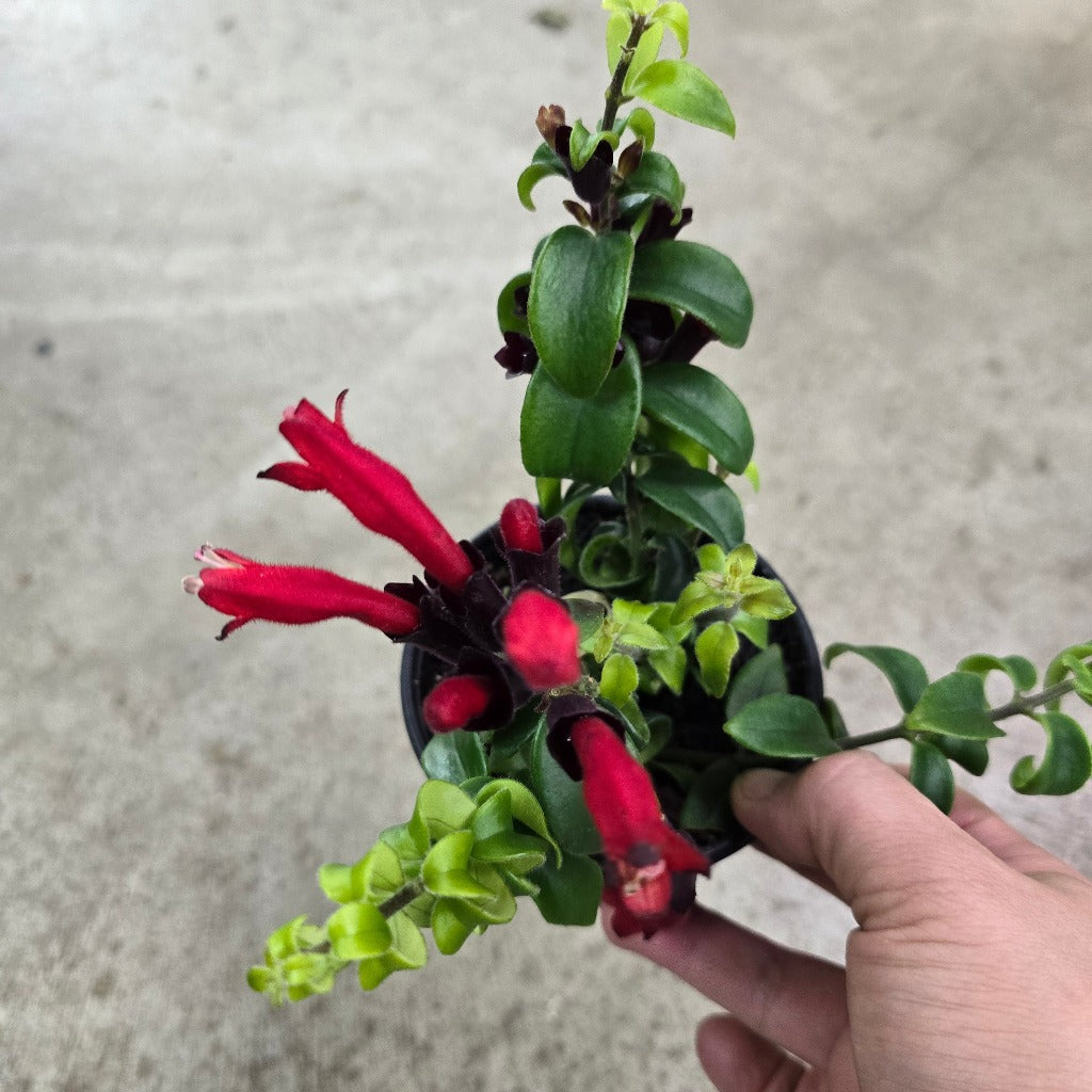 Aeschynanthus rad. 'Rasta' - 4"