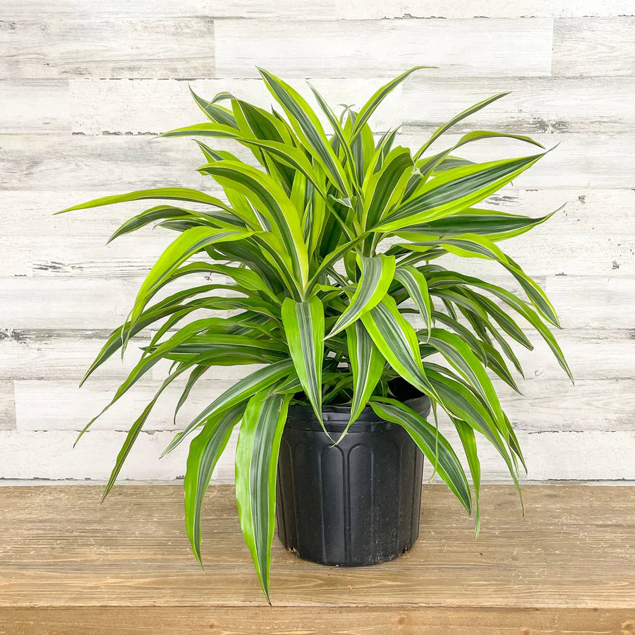 Dracaena 'Lemon Lime' - 12"