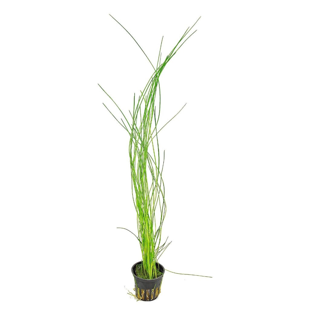 Giant Hairgrass - 2
