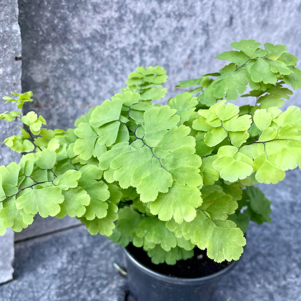 Adiantum raddianum 'Pacific Maid' - 4"