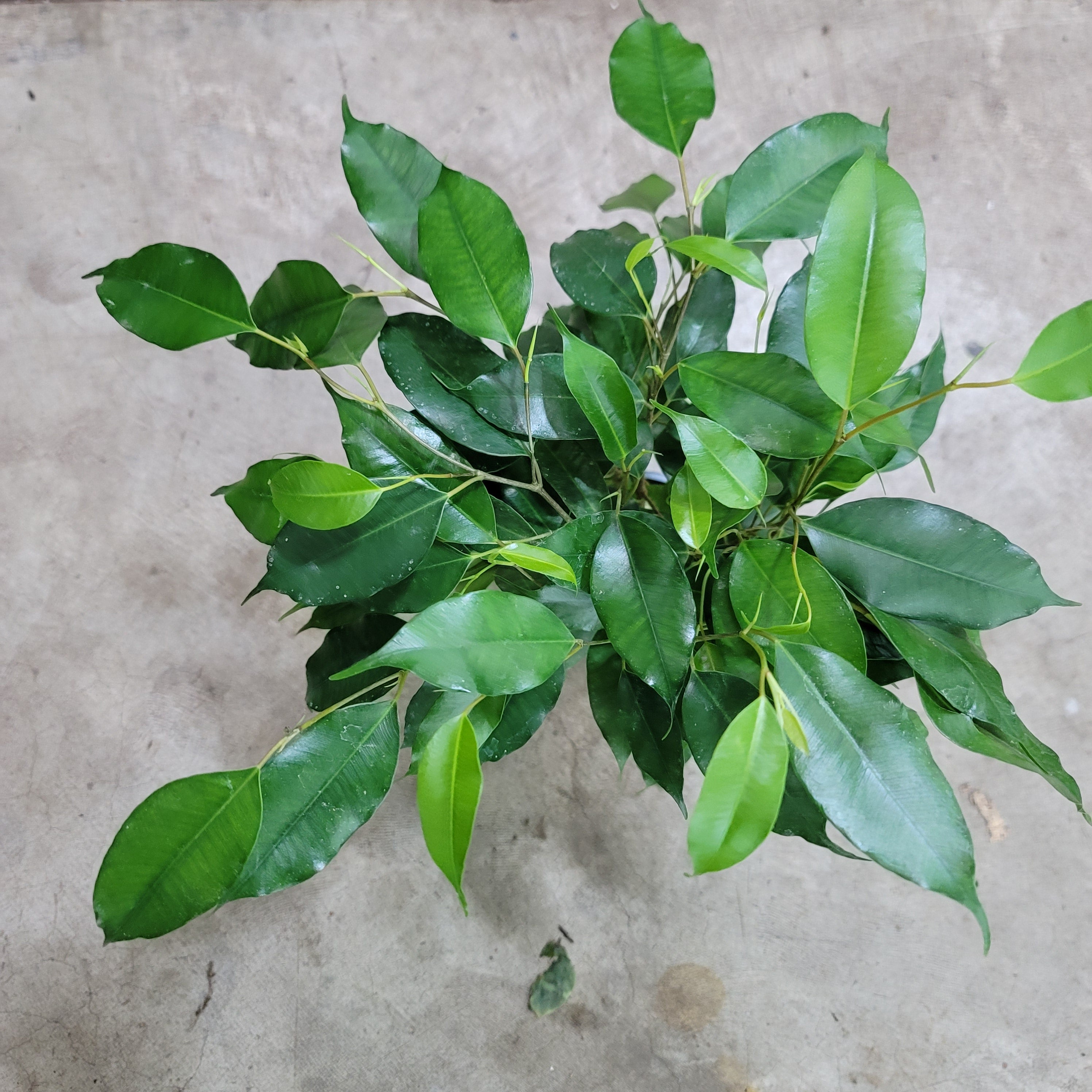 Ficus benjamina - 4