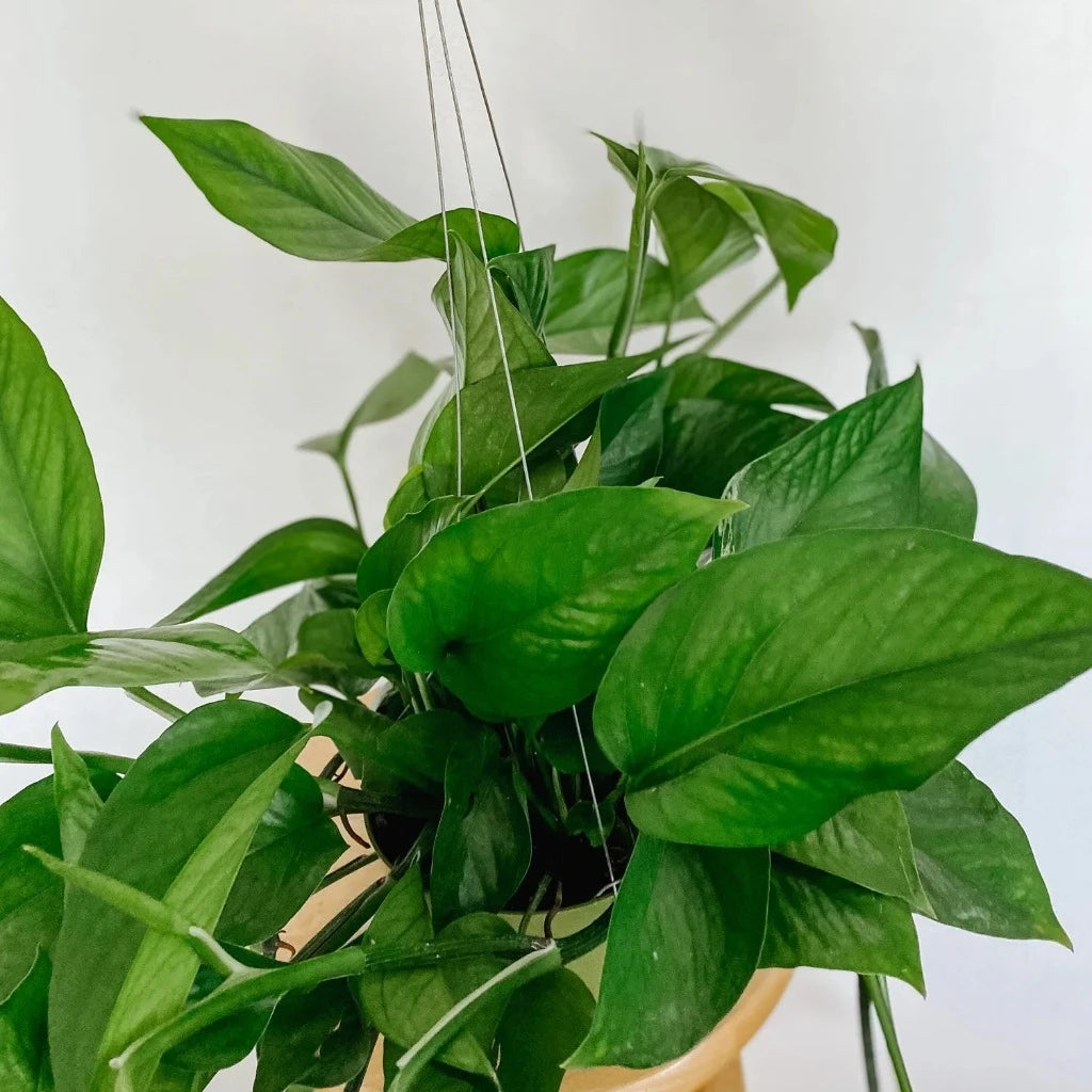 Epipremnum aureum 'Green Queen' - HB 6" (small)