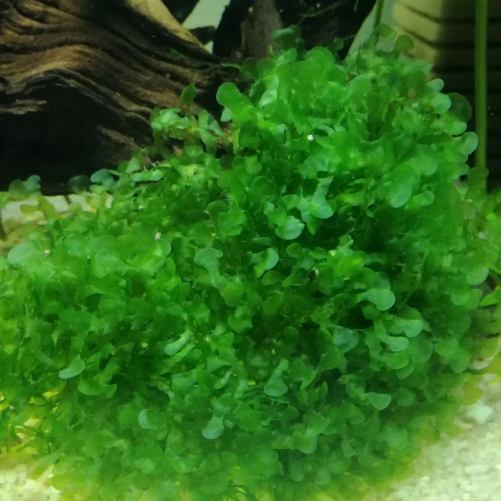 Monosolenium tenerum - 2" cup